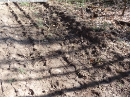 2014-03-20-pichelsberge-ampostfenn-069 2014-03-20-pichelsberge-ampostfenn-069