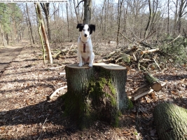 2014-03-20-pichelsberge-ampostfenn-073 2014-03-20-pichelsberge-ampostfenn-073