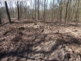 2014-03-20-pichelsberge-ampostfenn-077 2014-03-20-pichelsberge-ampostfenn-077