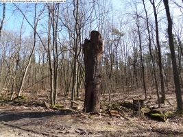 2014-03-20-pichelsberge-ampostfenn-078 2014-03-20-pichelsberge-ampostfenn-078