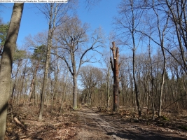 2014-03-20-pichelsberge-ampostfenn-079