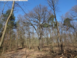 2014-03-20-pichelsberge-ampostfenn-080 2014-03-20-pichelsberge-ampostfenn-080