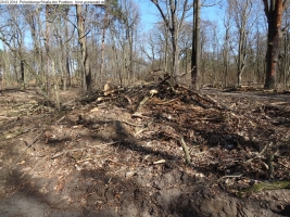 2014-03-20-pichelsberge-ampostfenn-082 2014-03-20-pichelsberge-ampostfenn-082