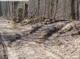 2014-03-20-pichelsberge-ampostfenn-087 2014-03-20-pichelsberge-ampostfenn-087