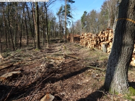 2014-03-20-pichelsberge-ampostfenn-120 2014-03-20-pichelsberge-ampostfenn-120