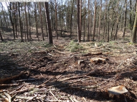 2014-03-20-pichelsberge-ampostfenn-121 2014-03-20-pichelsberge-ampostfenn-121