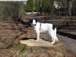 2014-03-20-pichelsberge-ampostfenn-146 2014-03-20-pichelsberge-ampostfenn-146