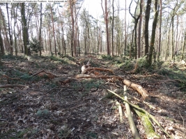 2014-03-20-pichelsberge-ampostfenn-149 2014-03-20-pichelsberge-ampostfenn-149