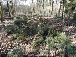 2014-03-20-pichelsberge-ampostfenn-157 2014-03-20-pichelsberge-ampostfenn-157