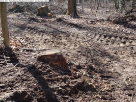 2014-03-20-pichelsberge-ampostfenn-158 2014-03-20-pichelsberge-ampostfenn-158