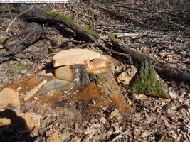 2014-03-20-pichelsberge-ampostfenn-162