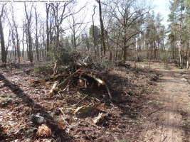 2014-03-20-pichelsberge-ampostfenn-165 2014-03-20-pichelsberge-ampostfenn-165