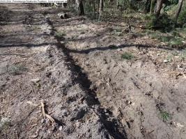 2014-03-20-pichelsberge-ampostfenn-166 2014-03-20-pichelsberge-ampostfenn-166