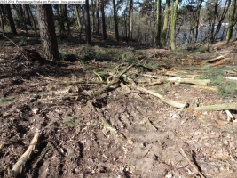 2014-03-20-pichelsberge-ampostfenn-167 2014-03-20-pichelsberge-ampostfenn-167