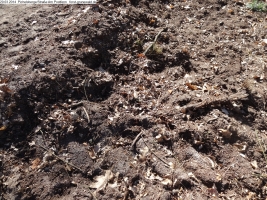 2014-03-20-pichelsberge-ampostfenn-168 2014-03-20-pichelsberge-ampostfenn-168