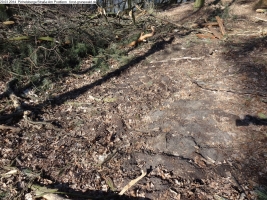 2014-03-20-pichelsberge-ampostfenn-169 2014-03-20-pichelsberge-ampostfenn-169