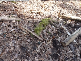 2014-03-20-pichelsberge-ampostfenn-171 2014-03-20-pichelsberge-ampostfenn-171