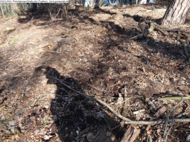 2014-03-20-pichelsberge-ampostfenn-174 2014-03-20-pichelsberge-ampostfenn-174