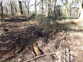 2014-03-20-pichelsberge-ampostfenn-176 2014-03-20-pichelsberge-ampostfenn-176