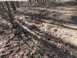 2014-03-20-pichelsberge-ampostfenn-177