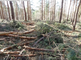 2014-03-20-pichelsberge-ampostfenn-178 2014-03-20-pichelsberge-ampostfenn-178