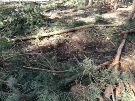 2014-03-20-pichelsberge-ampostfenn-179 2014-03-20-pichelsberge-ampostfenn-179