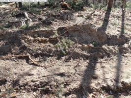 2014-03-20-pichelsberge-ampostfenn-181 2014-03-20-pichelsberge-ampostfenn-181