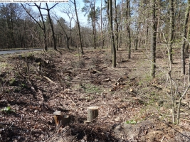 2014-03-20-pichelsberge-ampostfenn-187 2014-03-20-pichelsberge-ampostfenn-187