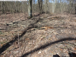 2014-03-20-pichelsberge-ampostfenn-190 2014-03-20-pichelsberge-ampostfenn-190