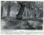 1906 Alte Eiche Grunewald - 1907 Der Grunewald bei Berlin Dahl klein